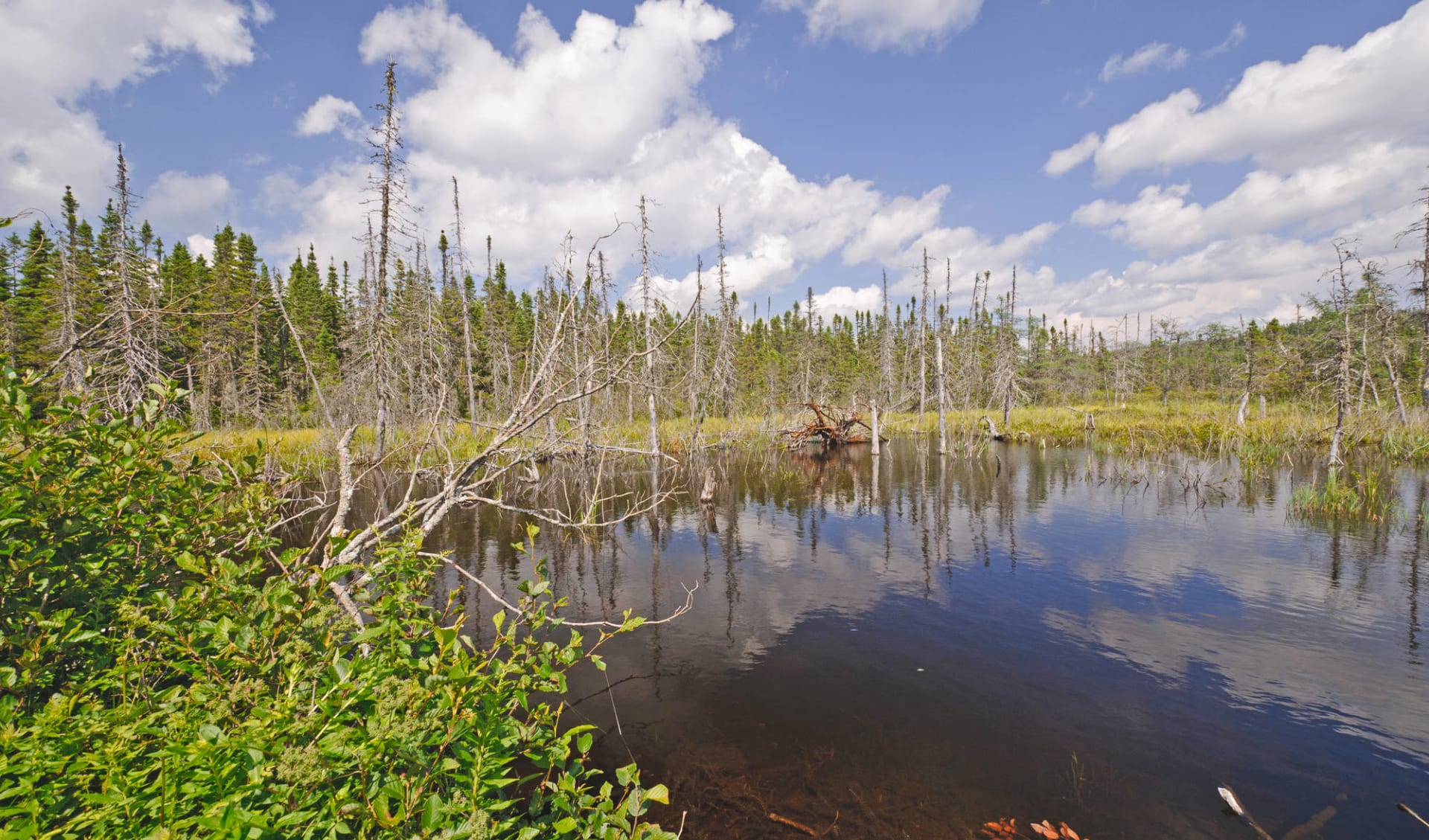 Auf den Spuren der Wikinger ab Halifax: Kanada - Terra Nova Nationalpark - Juiceys Pond