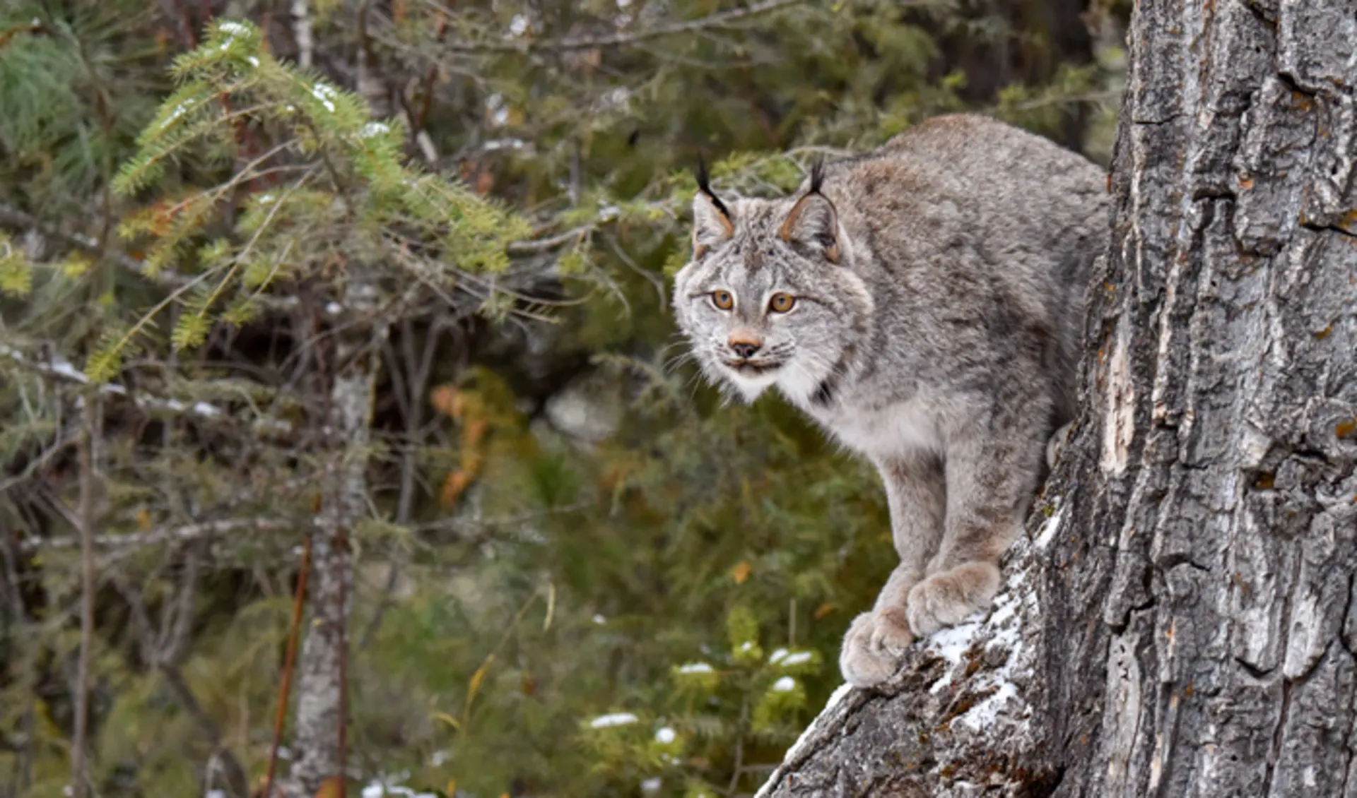 Canada Lynx