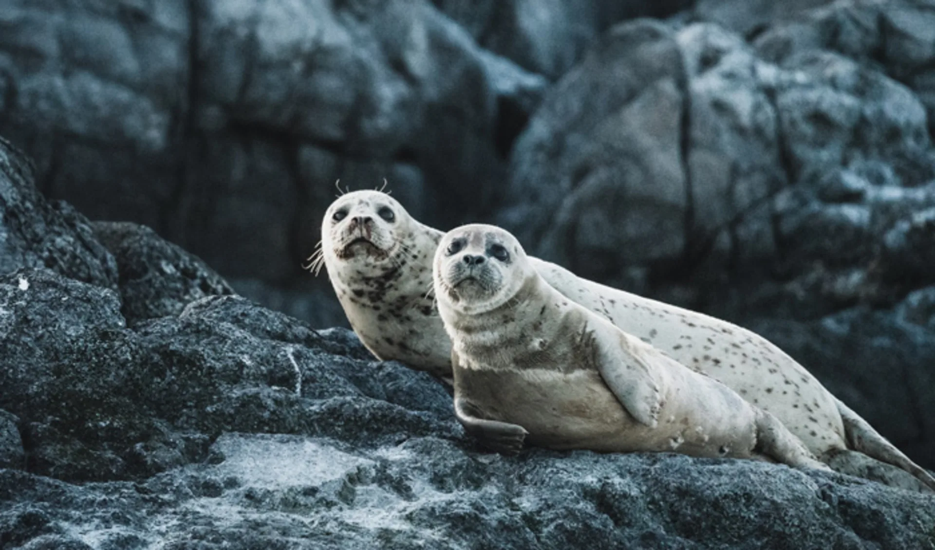 Seals in British Columbia, Canada