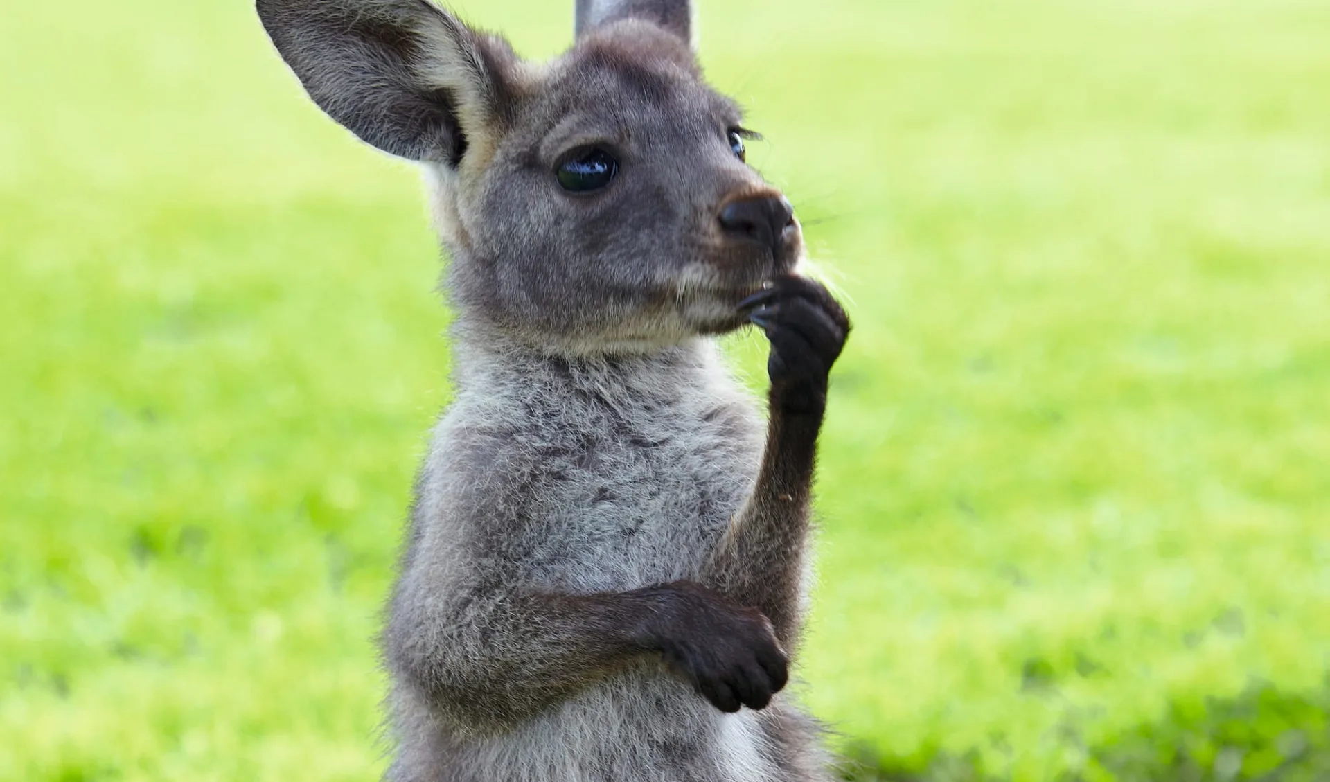 Ultimate Kangaroo Island - Bus ab Kangaroo I.- Kingscote: Junges Känguruh