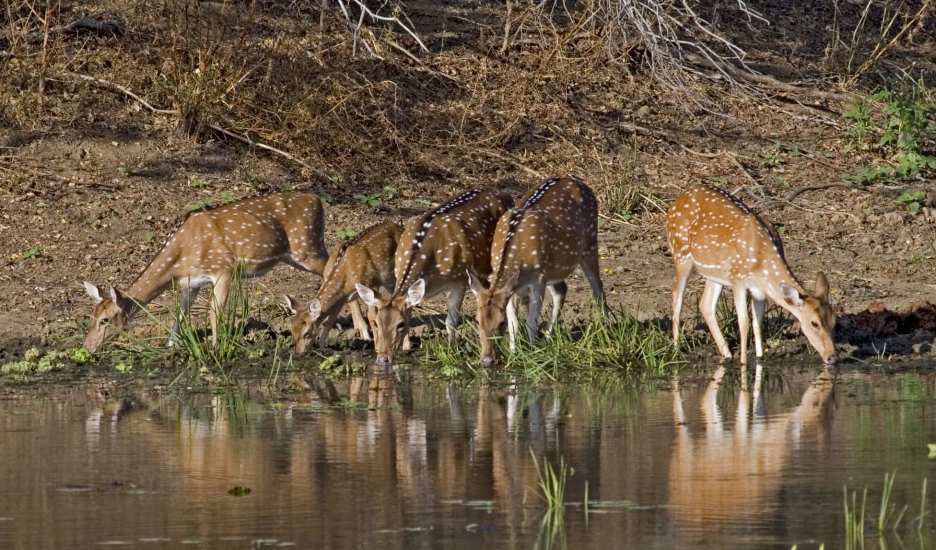 Taj Mahal & Tiger Safaris ab Delhi: Kanha National Park: Spotted Deers