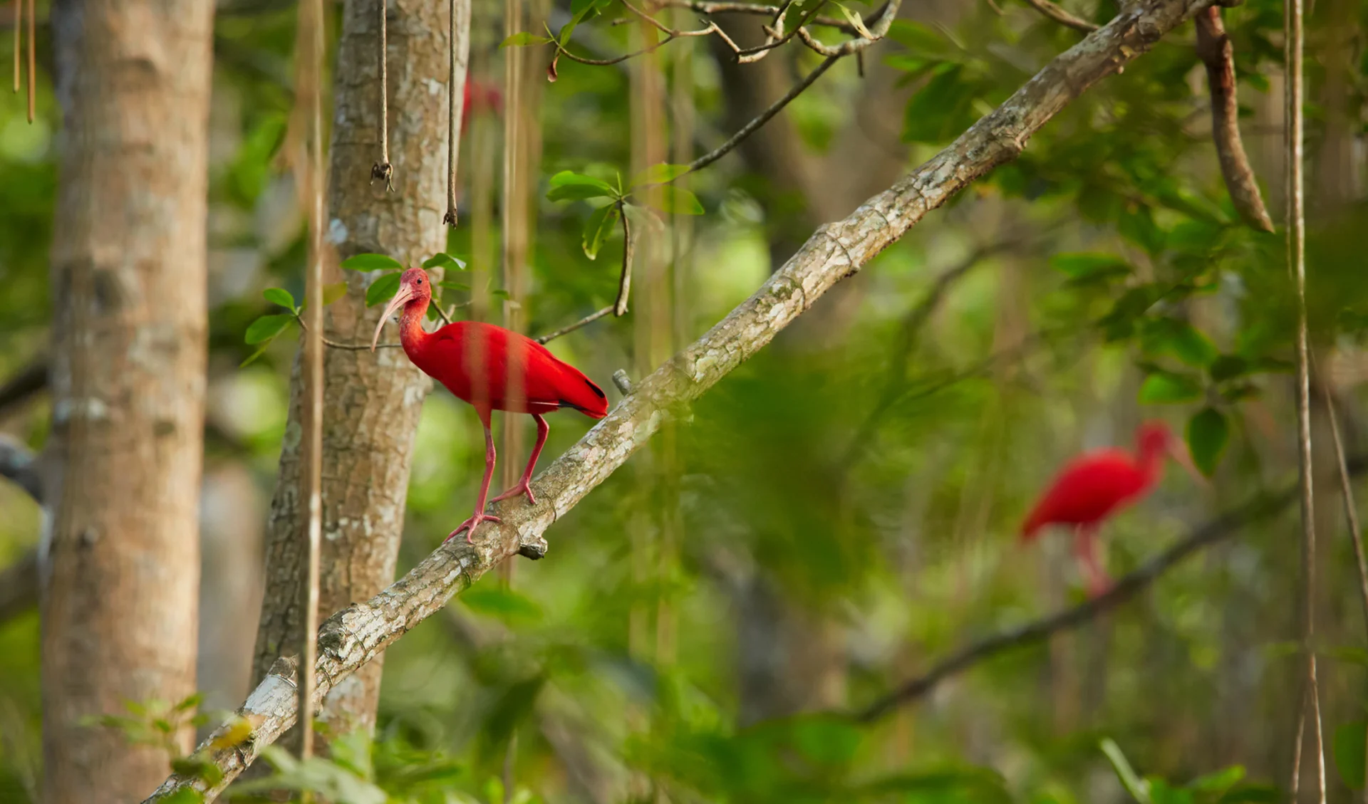 Caroni-Sumpf, Trinidad / Tobago, Karibik