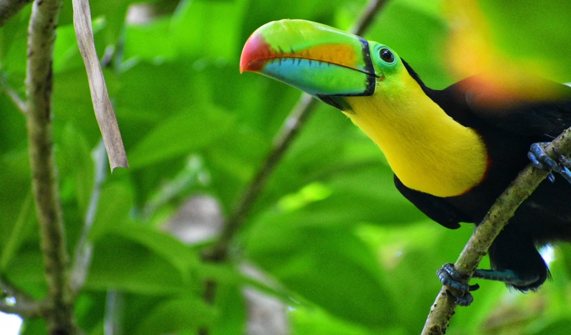 SF Reise Costa Rica: Im Paradies der vielen Tiere ab San José City: Keel-billed Toucan