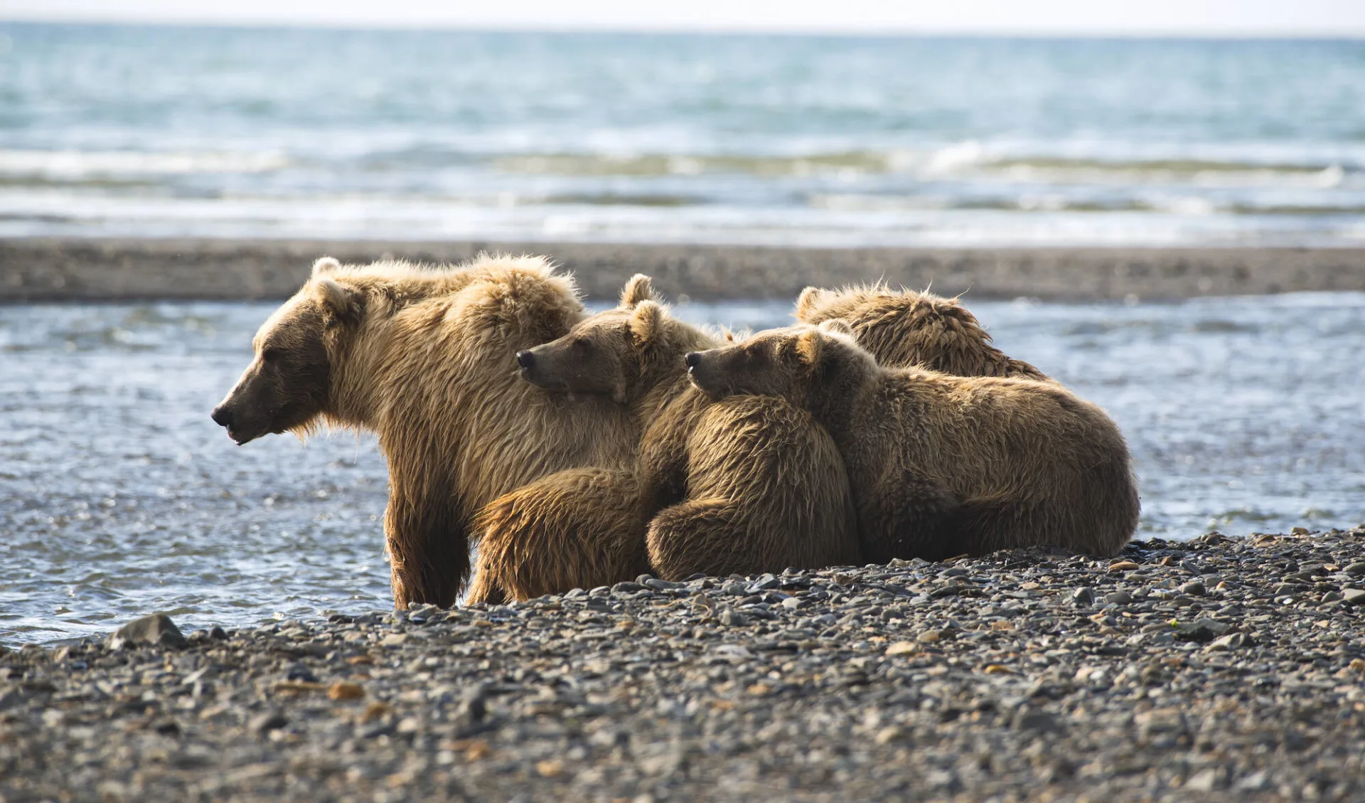 Naturerlebnis Kenai Backcountry Lodge: Kenai-Natioal-Park_Bären