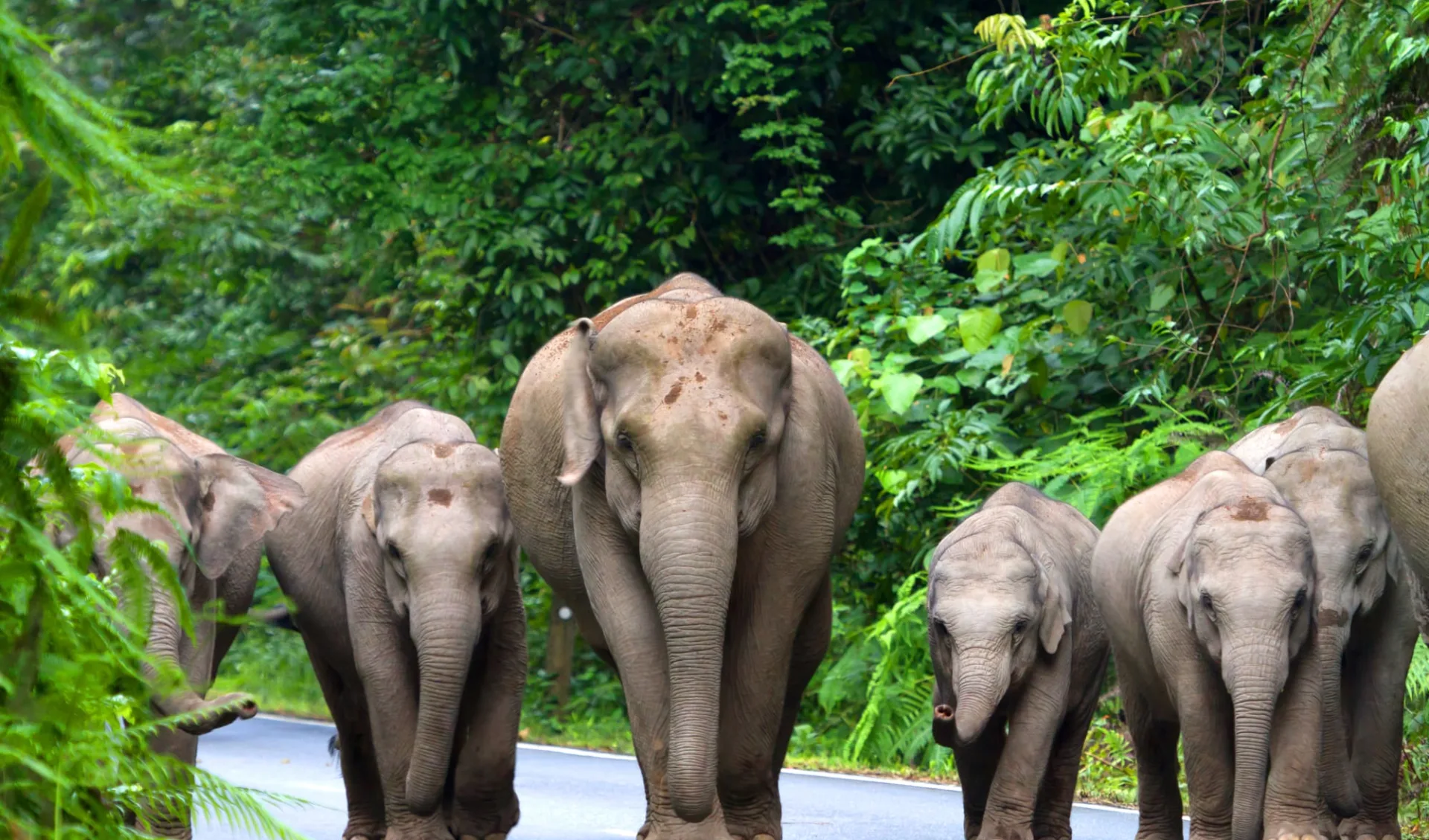 I-San - Der verborgene Schatz Thailands ab Bangkok: Khao Yai National Park: Wild elephants