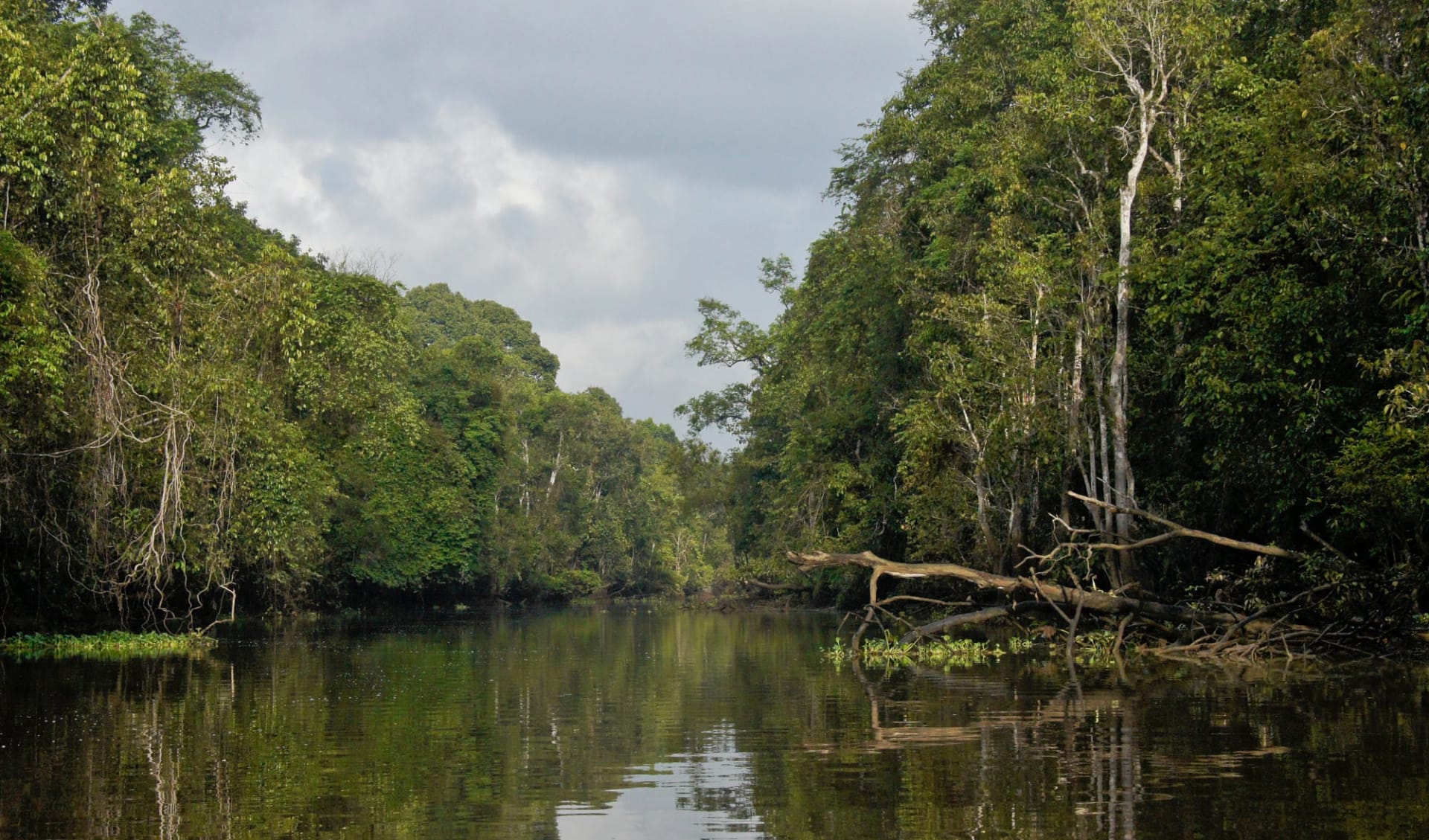 Borneo Wildlife / Tabin Wildlife Reserve ab Kota Kinabalu: Kinabatangan River