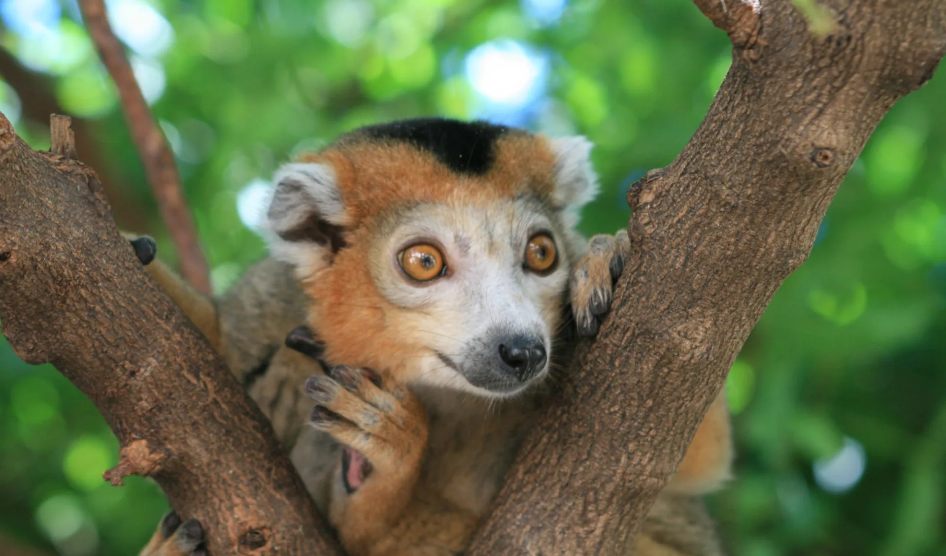 Entdeckungsreise Masoala ab Antananarivo: Lemurs in Madagascar 