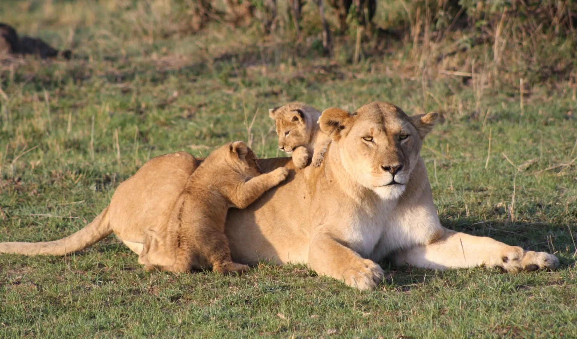 Kids & Cats Safari ab Nairobi: Lion Tanzania