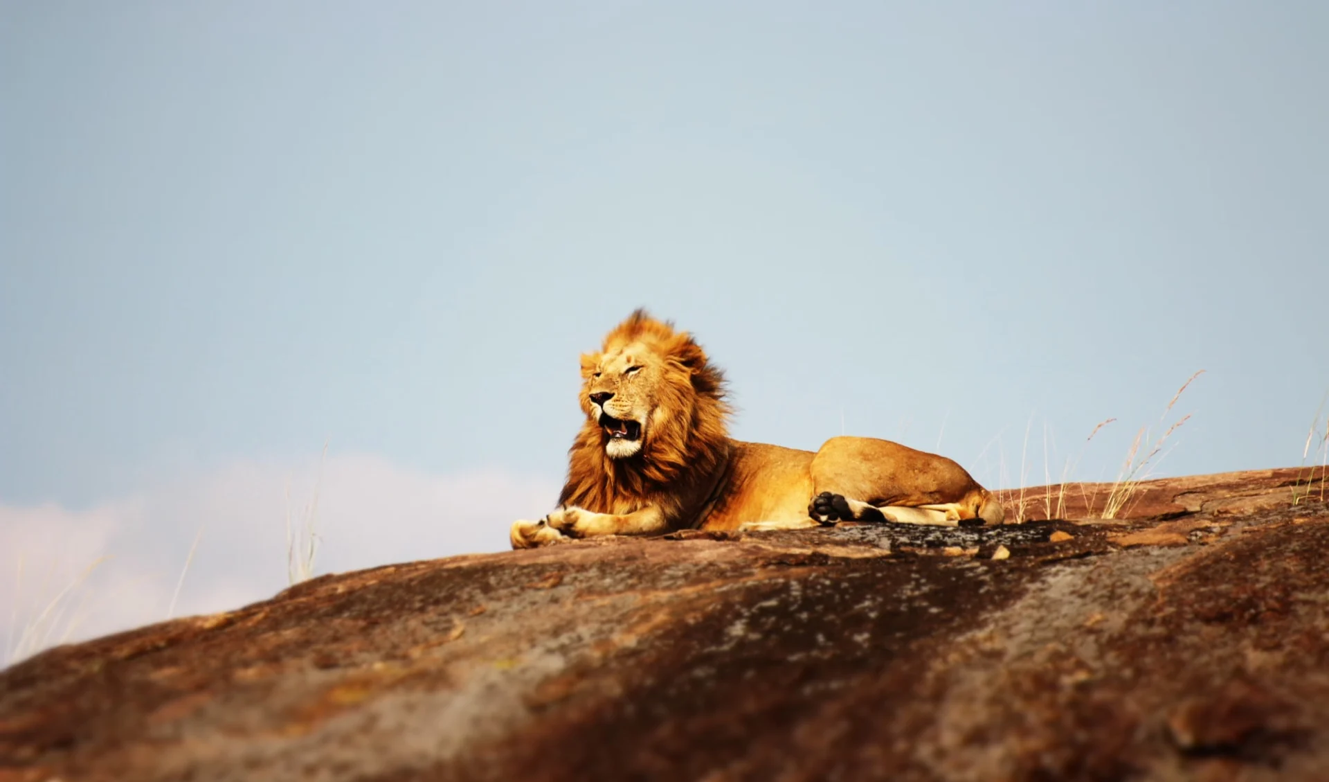 Discover Kenya ab Nairobi: Lion Tanzania