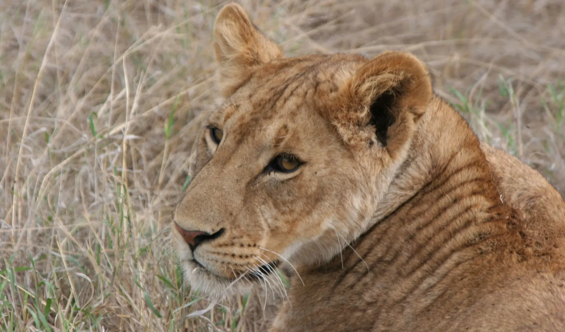 Tanzania in Style ab Arusha: Lion Tanzania