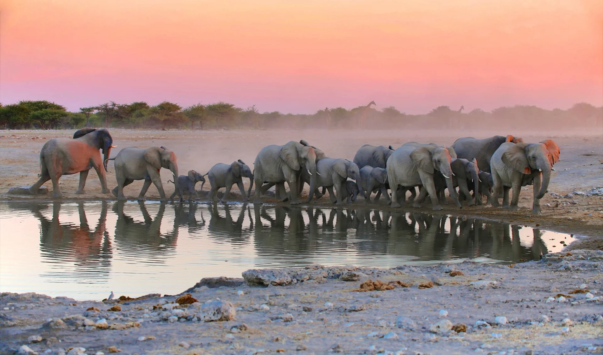 Mushara Lodge in Etosha Nationalpark:  Namibia Etosha Nationalpark, Elefantenherde