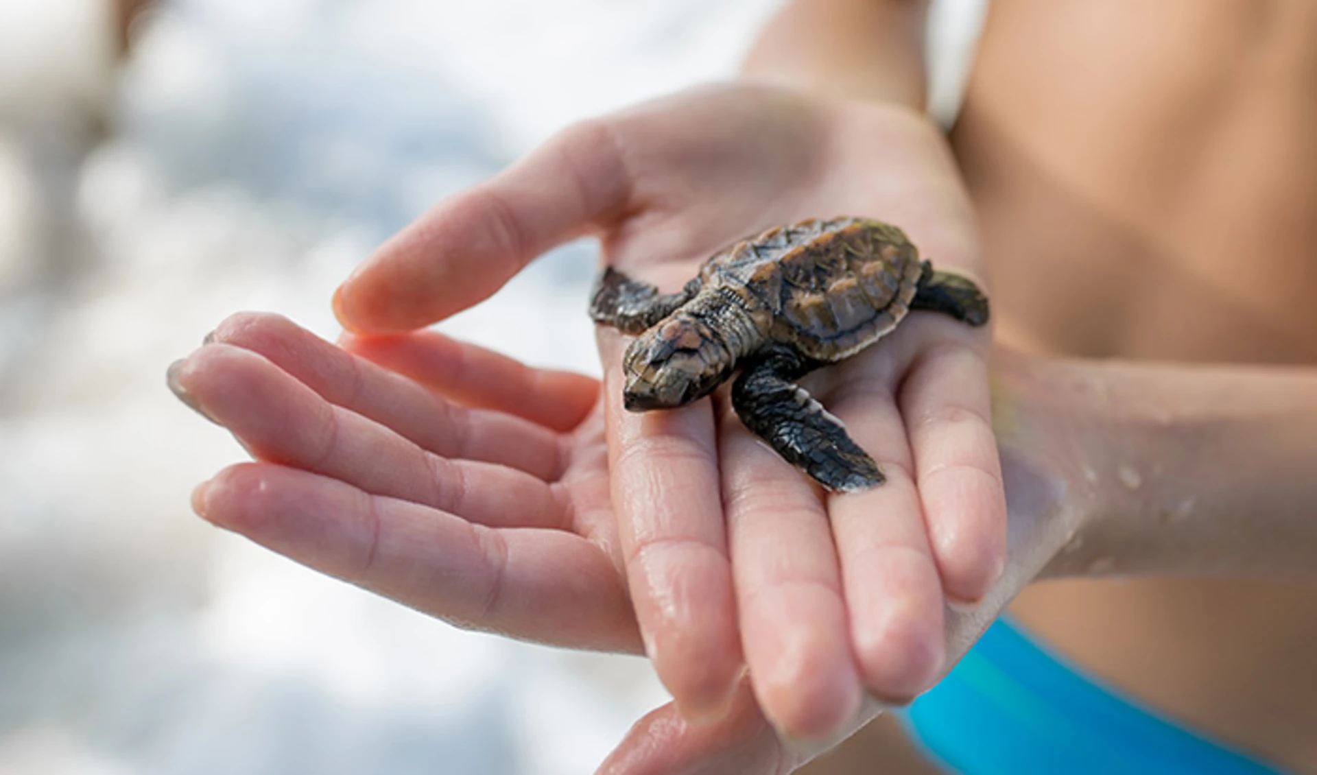 Coco Palm Dhuni Kolhu, Schildkroete, Malediven