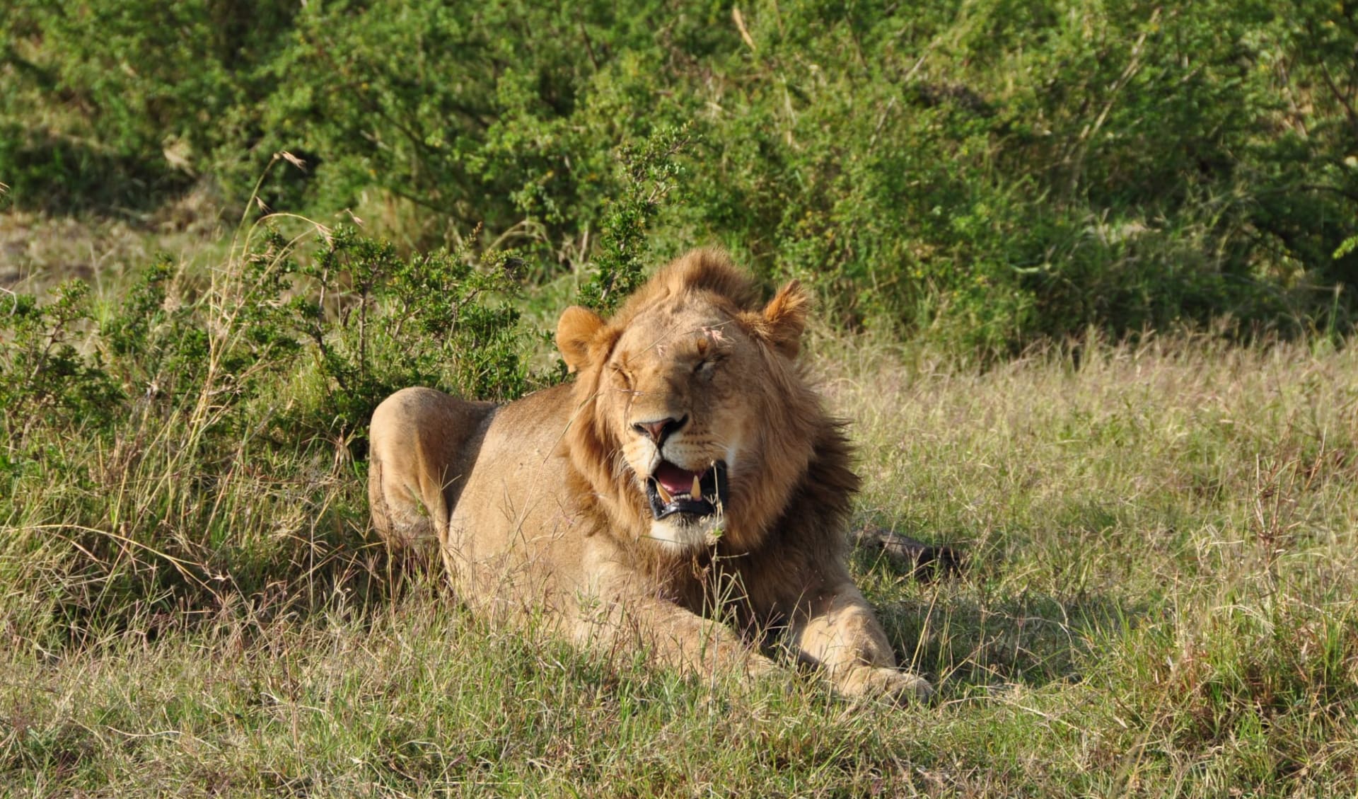 Kenya Sky Safari ab Nairobi: Masai Mara