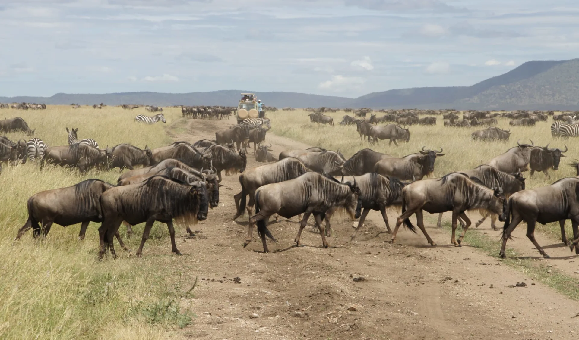 Tanzania Gruppensafari ab Arusha: Migration - Serengeti