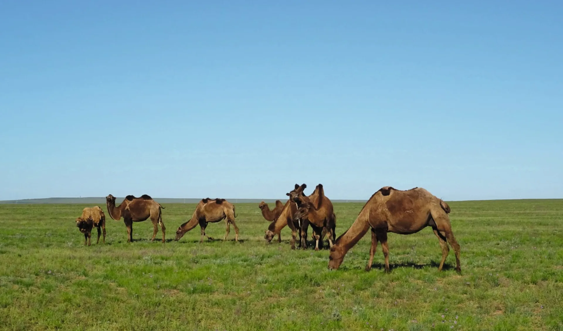 Grasland, Steppenwind und Wüstensand ab Ulaanbaatar: MN_Kamele_Sonja