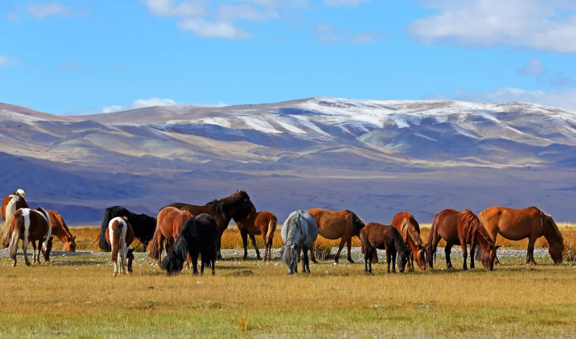 Ulan Bator & Grasland ab Ulaanbaatar: Mongolei_Bayan-Ulgii_Pferde_