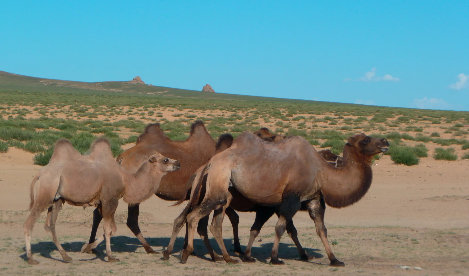 Sonderzug Zarengold Peking - Moskau: Mongolei_Khogno Khan Kamele