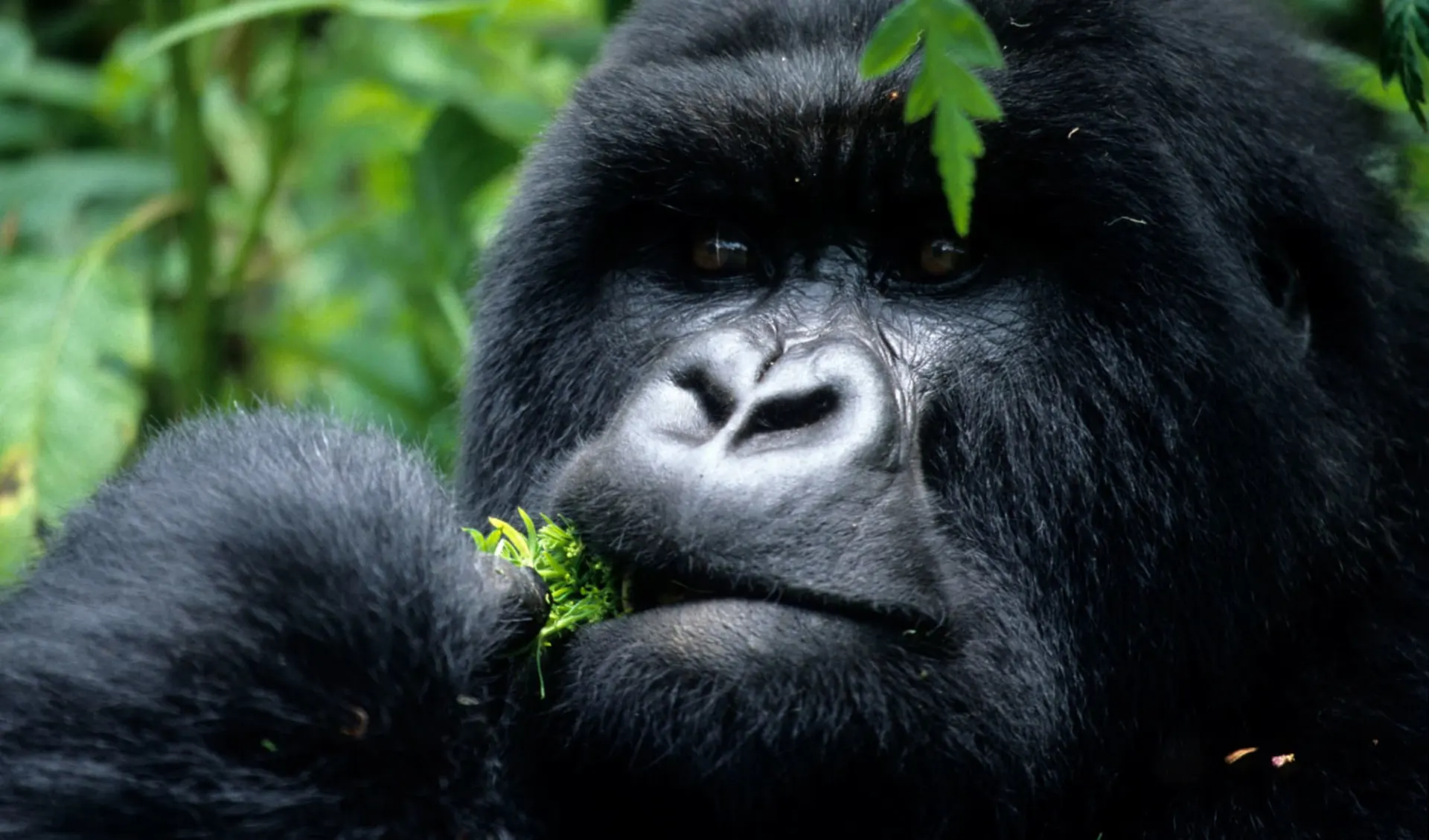 Wandern in Uganda ab Entebbe: mountain gorilla Bwindi Impenetrable Forest Uganda