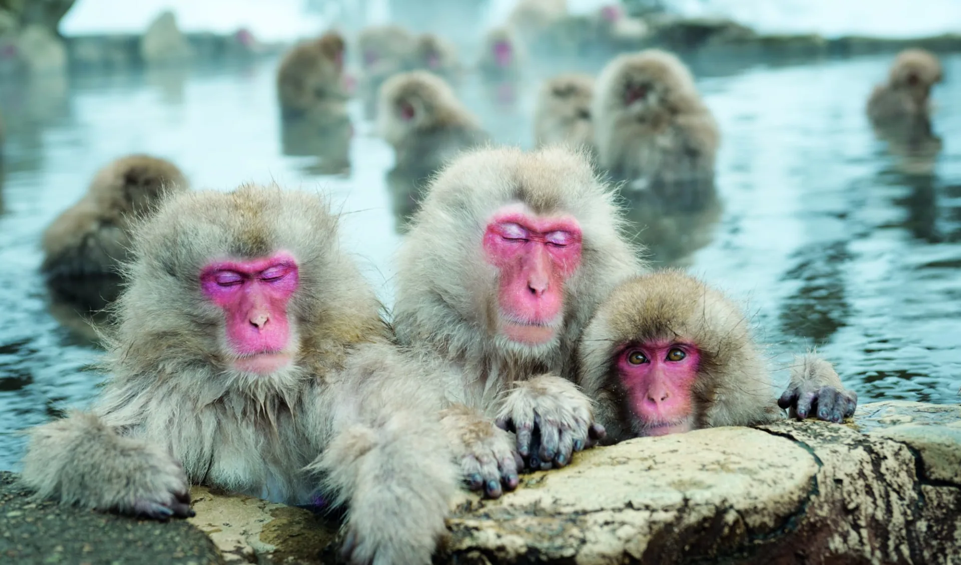 Das Land der aufgehenden Sonne ab Tokio: Nagano: Snow Monkeys 