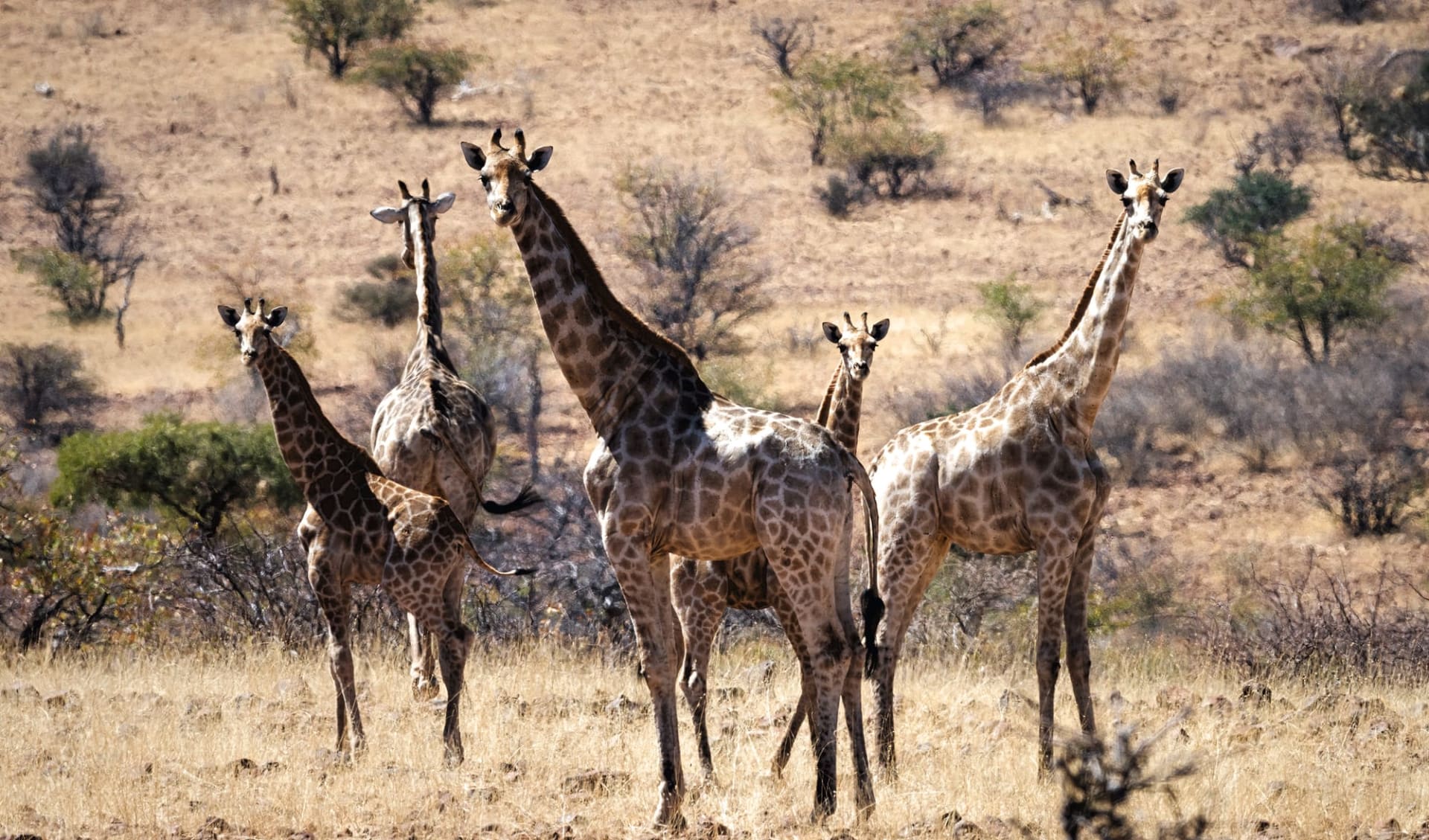 Premium: Namibia Royal ab Windhoek Stadt: Namibia - Damaraland - Omantendeka Giraffen