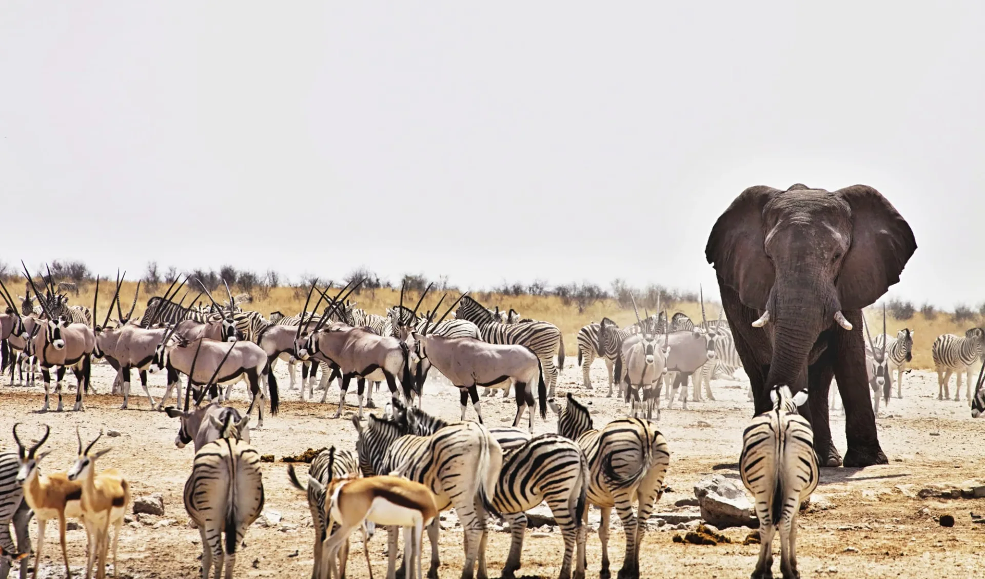 Namibia für Familien ab Windhoek Stadt: Etosha Nationalpark