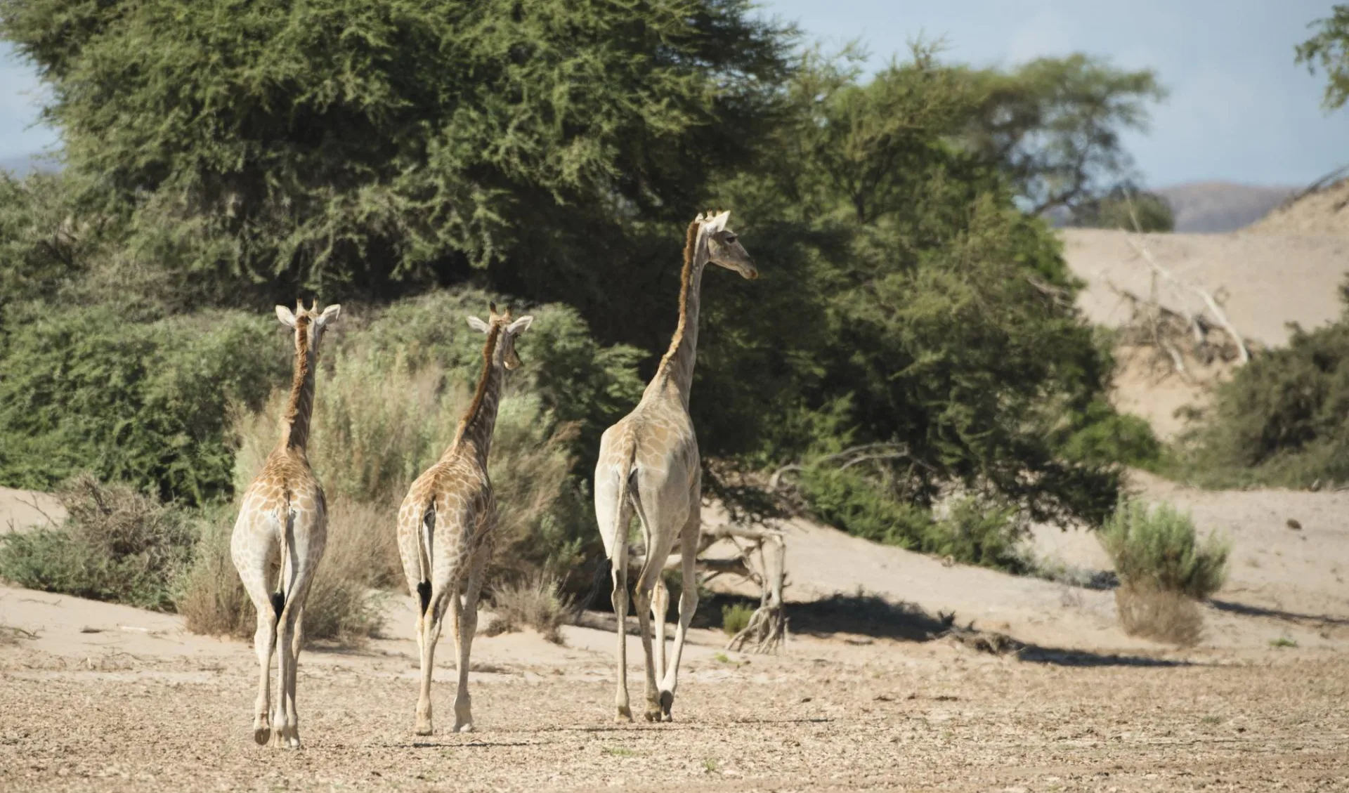 Namibia für Familien ab Windhoek Stadt: Namibia - Junggiraffen