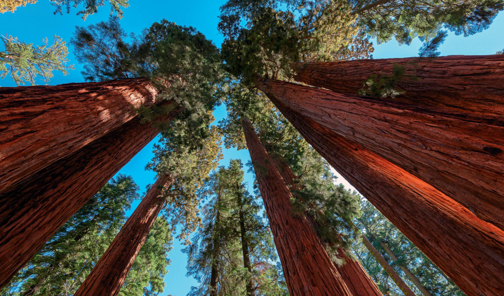 Wuksachi Lodge in Sequoia National Park: natur kalifornien sequoia and kings nationalpark bäume