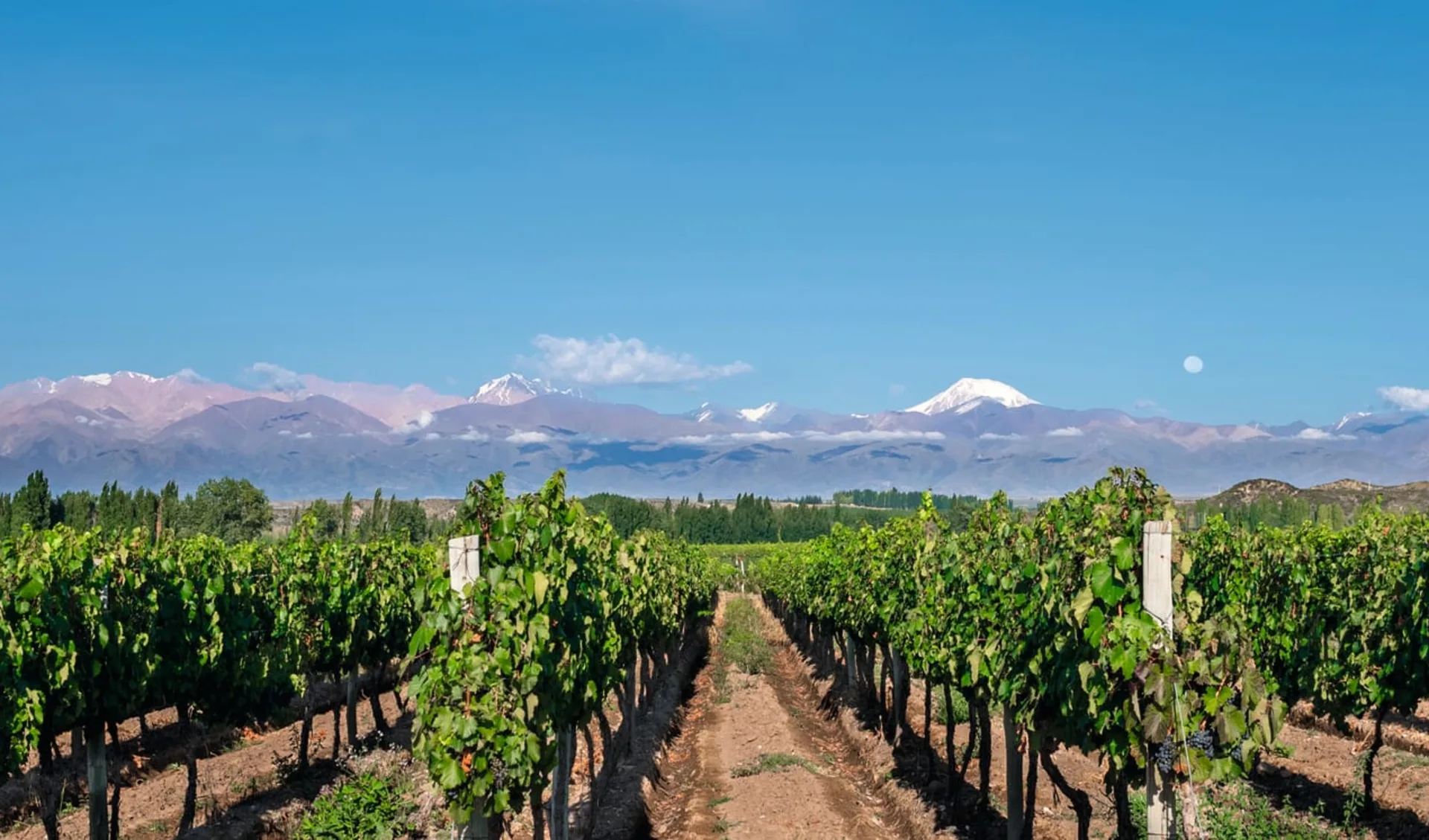 Kurztour Mendoza: Natur Mendoza - Panorama Rebberg mit Bergen, Valle de Uco c