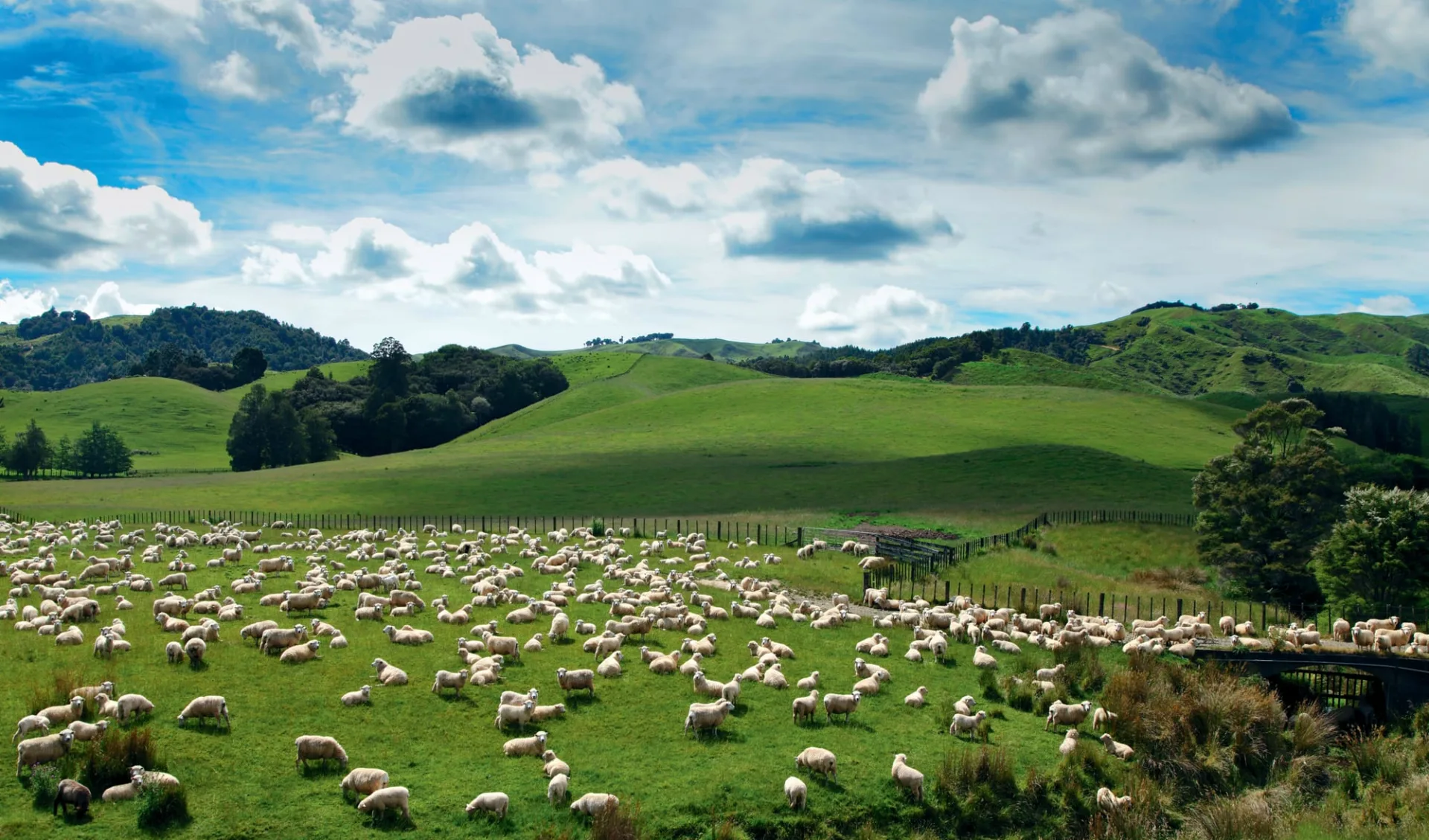 Neuseeland bewusst erleben ab Auckland: Neuseeland - Schafe auf einer Wiese