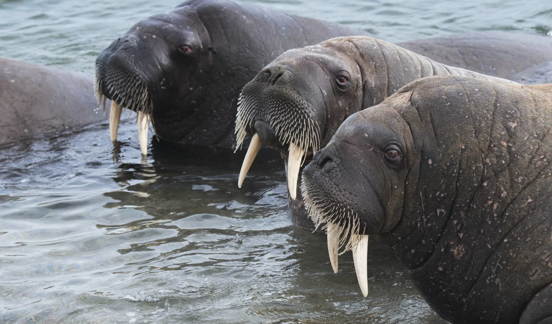 Spitzbergen Umrundung und Kvitøya ab Longyearbyen: Norway_Svalbard_Walruses_Tusks_010_AT