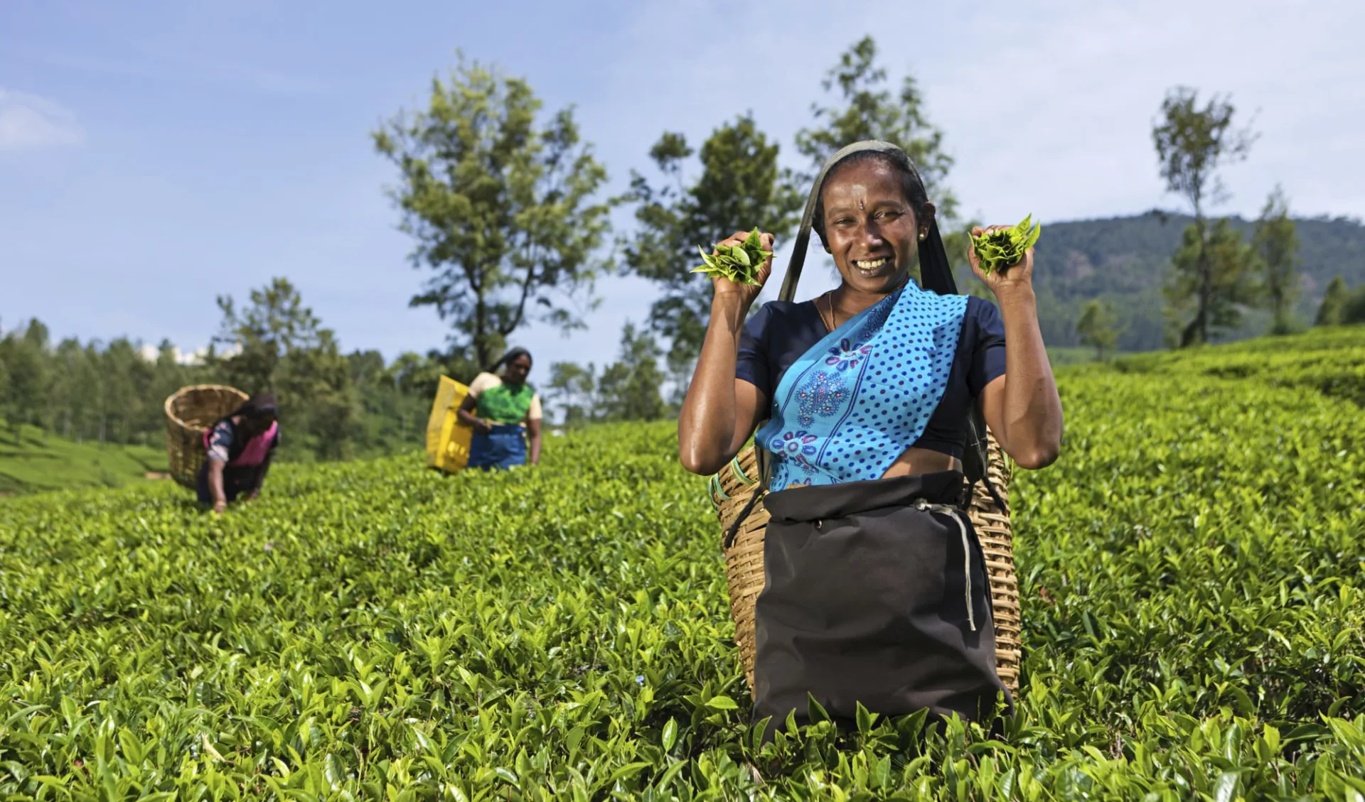 Sri Lanka für Geniesser ab Colombo: Nuwara Eliya Tea plucking women