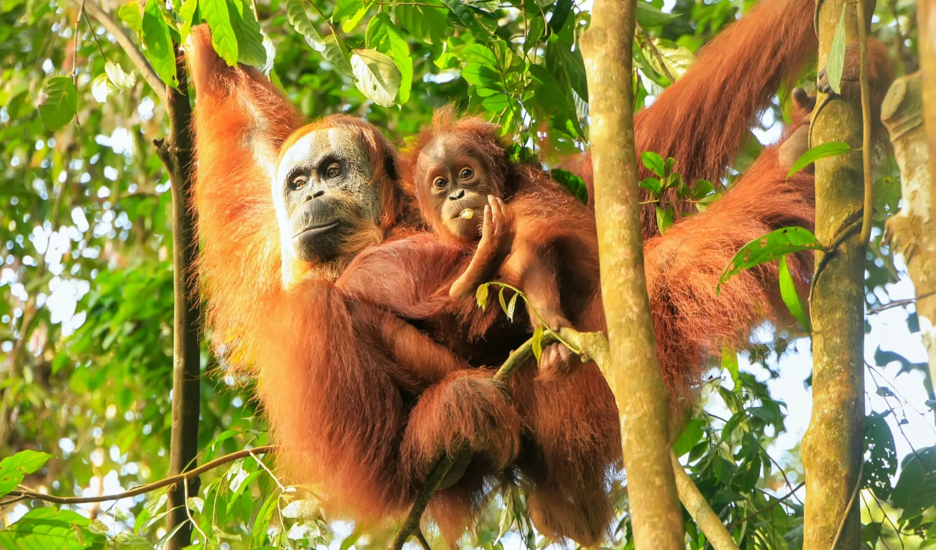 Orang-Utans in Bohorok ab Medan: Sumatra: Orang Utan