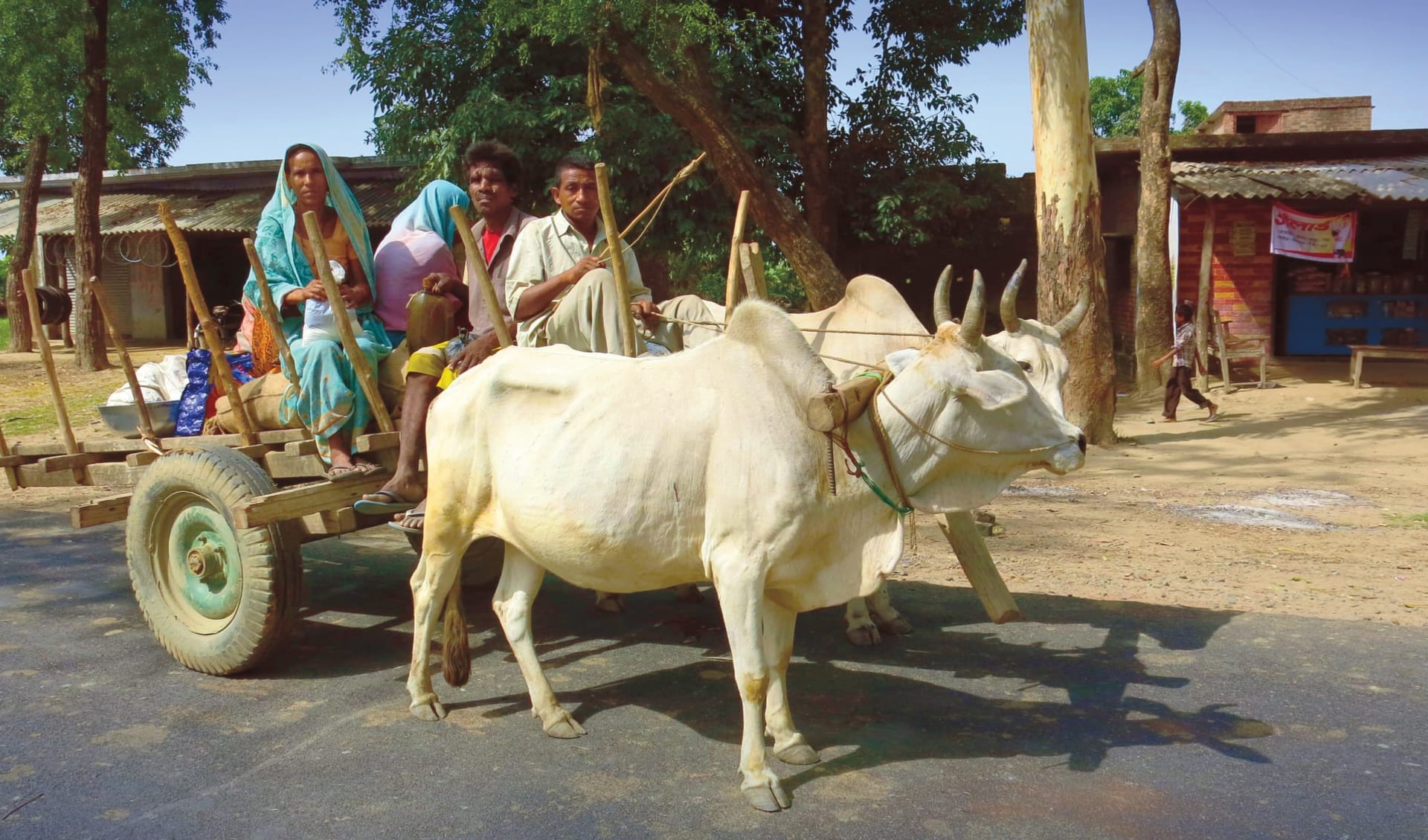 Jaagir Lodge Safari ab Lucknow: Oxcart in Lakhimpur Kheri