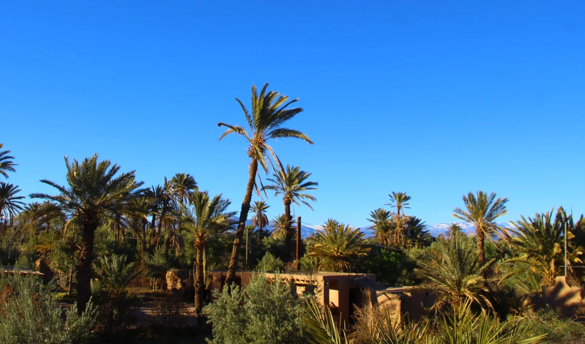 Selbstfahrer-Tour: Die Strasse der Kasbahs ab Marrakesch: Palmeraie of Skoura