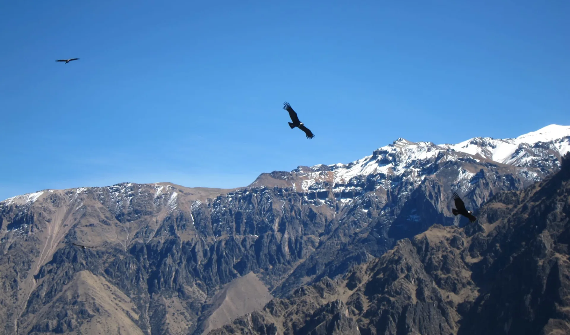 Arequipa und der Colca Canyon: Colca Canyon