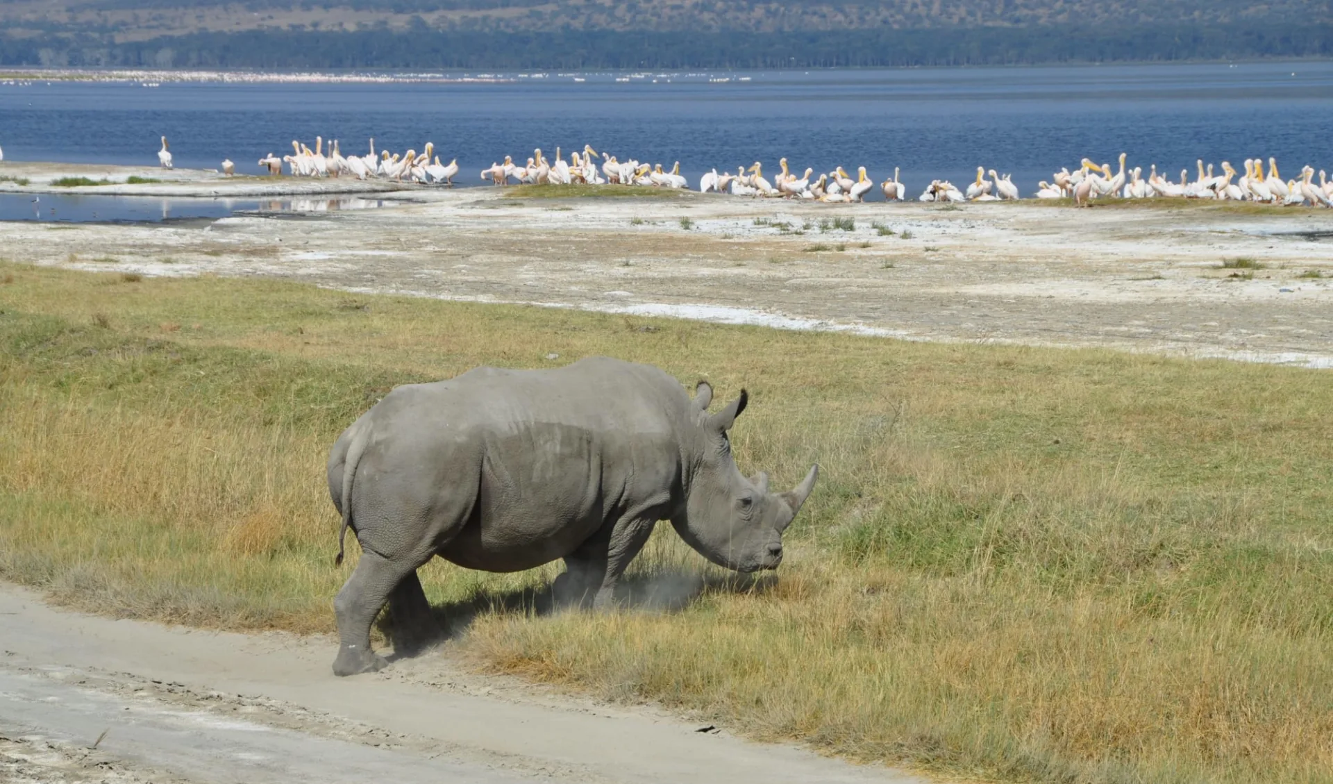 Nakuru - Masai Mara Safari ab Nairobi: Rhino