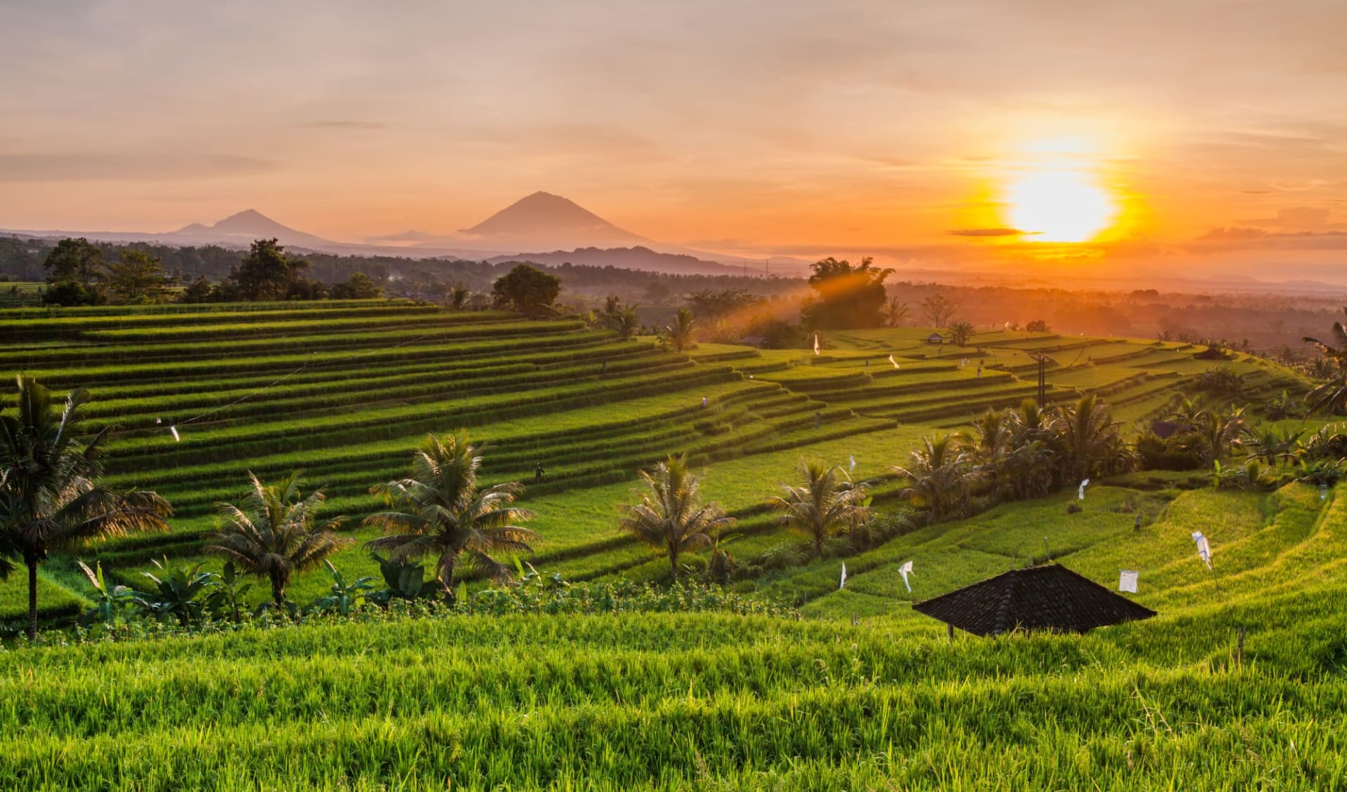 Bali Kompakt ab Südbali: Rice terraces at sunrise in Bali