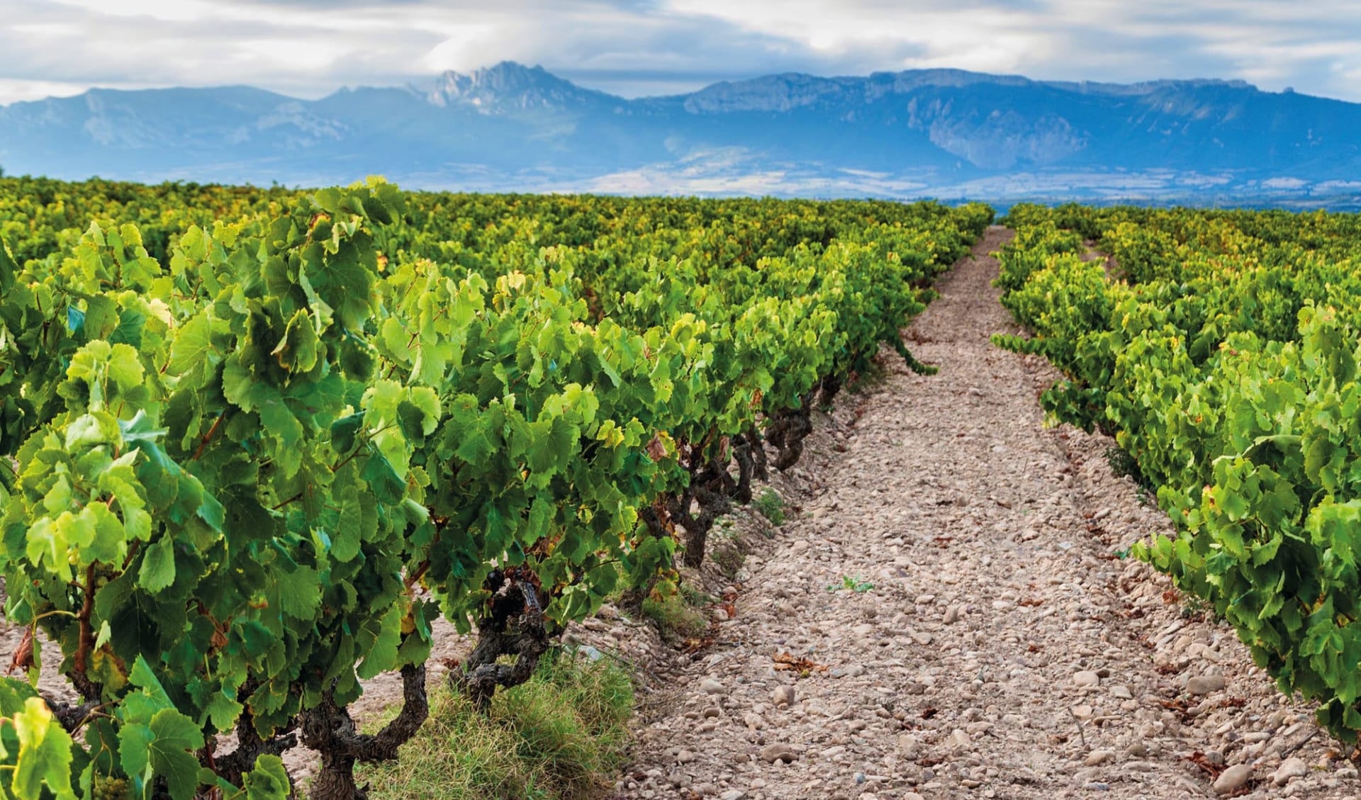 22.05. - 26.05.2026 / Golf & Wine Trip ins Rioja Gebiet ab Bilbao: Rioja Weingebiet