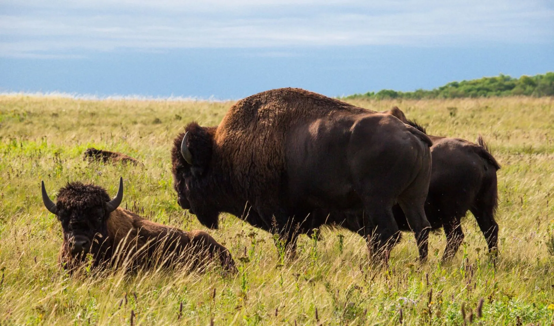 Magic Manitoba ab Winnipeg: RMNP_Bison_Credit Travel Manitoba