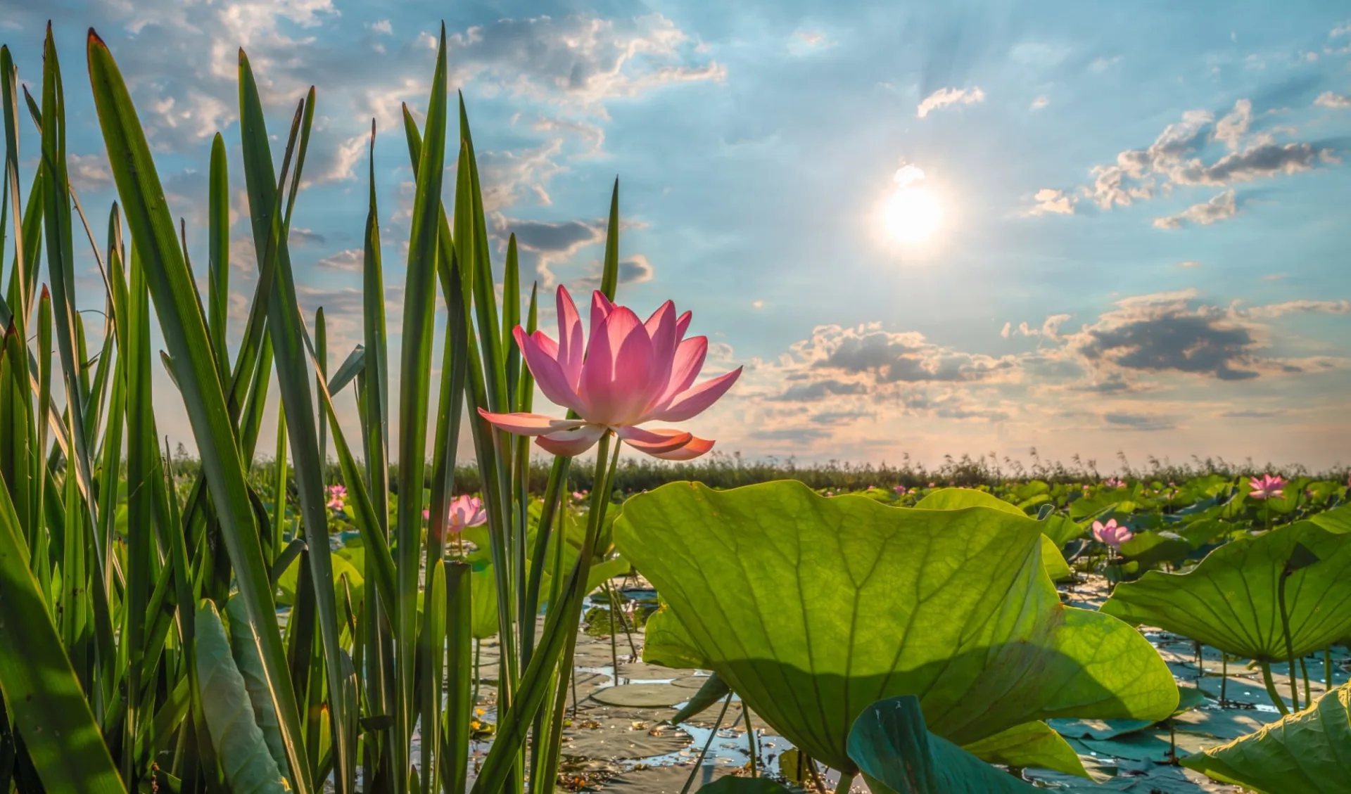 MS Thurgau Karelia, Von Moskau auf der Wolga bis zum Kaspischen Meer: Russland_Wolgadelta_Blumen_