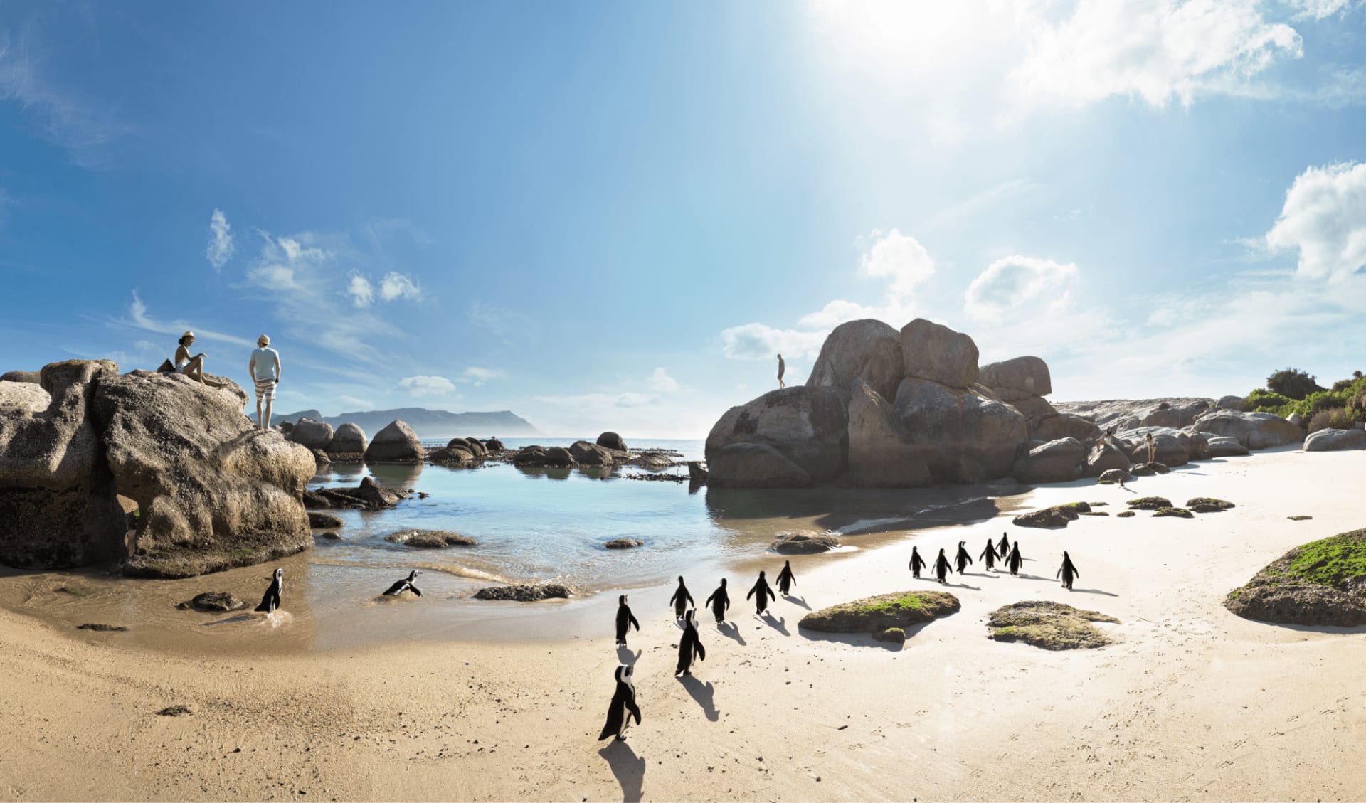 Aktivreise Südafrika ab Kapstadt: SAT_Küstensafari_Pinguine_Boulders_Beach