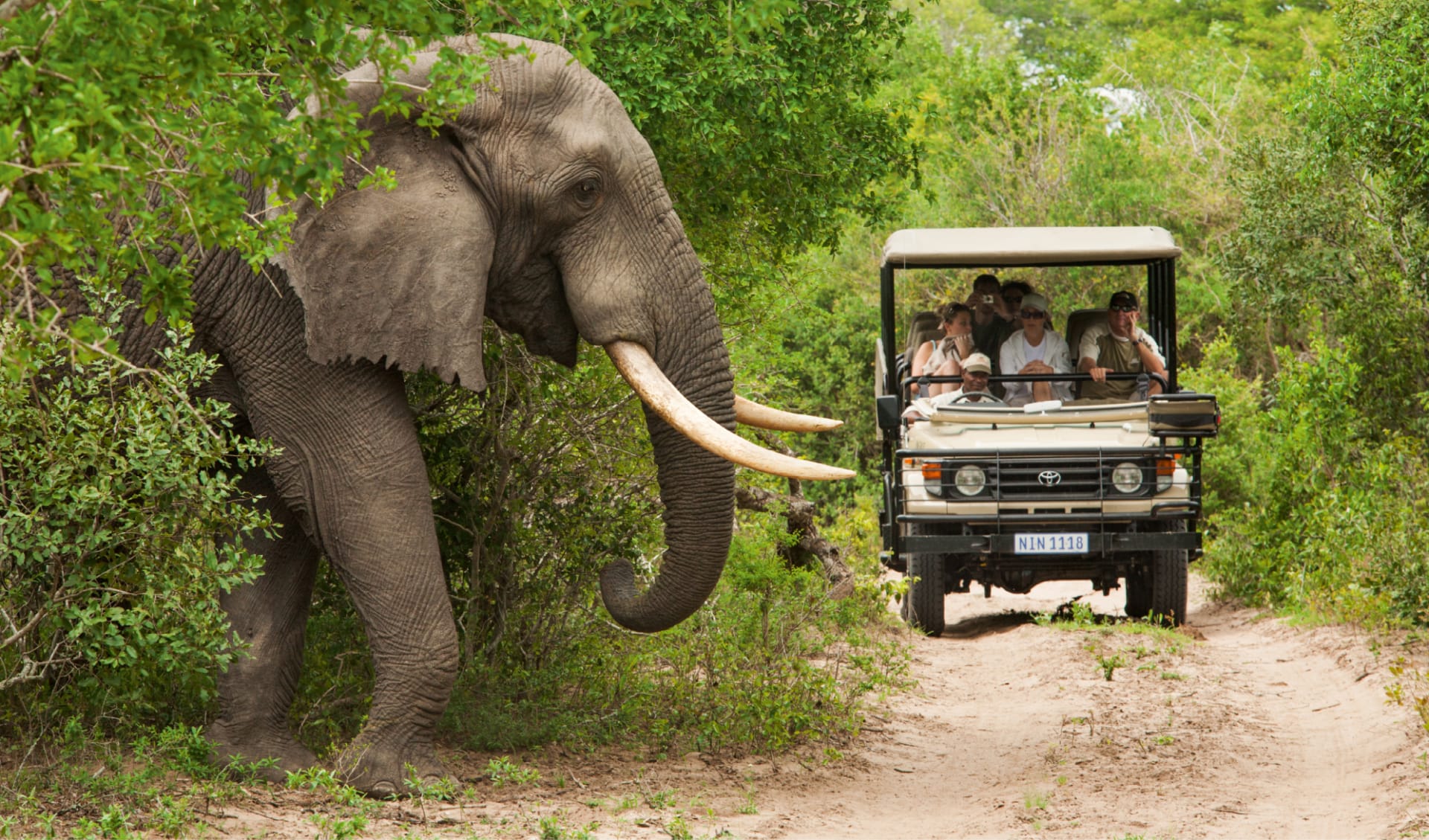 Aktivreise Südafrika ab Kapstadt: SAT_Safari_Pirschfahrt_Elefant_Krueger_Nationalpark