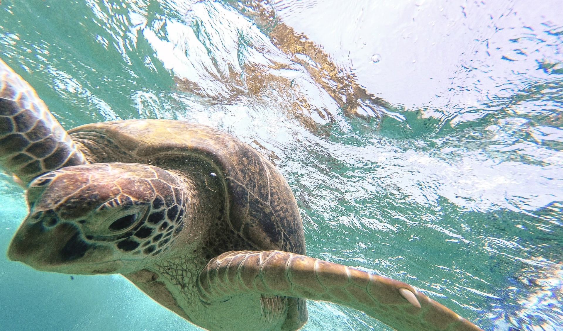 Badeferien im Steigenberger Coraya Beach ab Marsa Alam: Schildkröte Marsa Alam