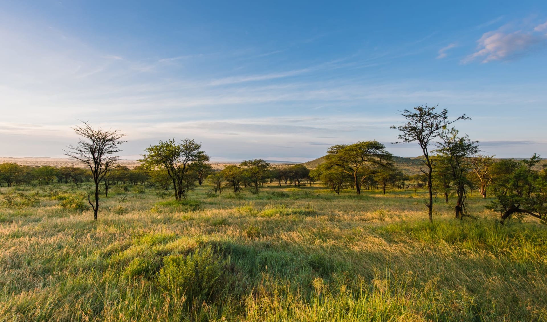 Mara - Serengeti Flugsafari ab Nairobi: Serengeti