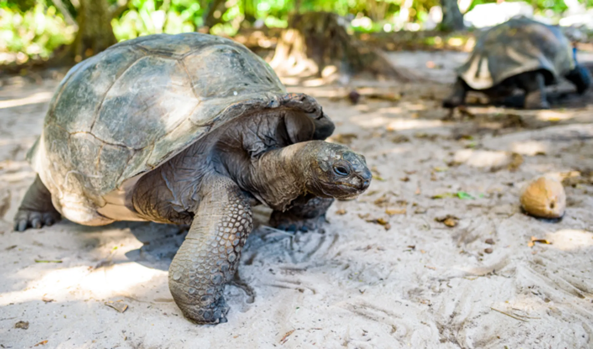 Denis Island, Seychellen