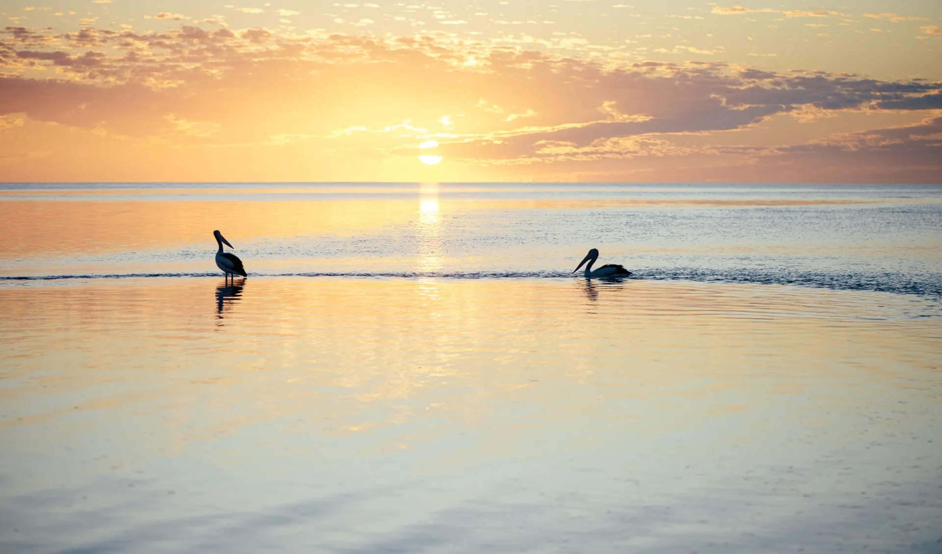 Highlights des Westens ab Perth: Shark Bay