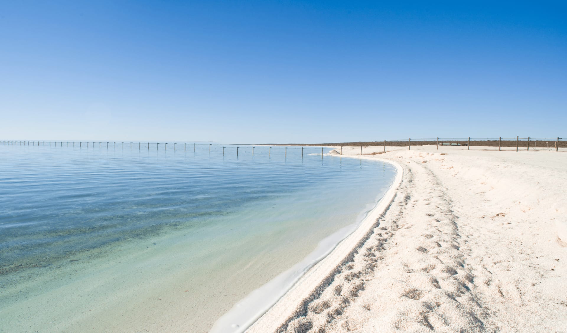 Dolphin Coast Explorer inkl. Verlängerung ab Perth: Shell_Beach_Western_Australia