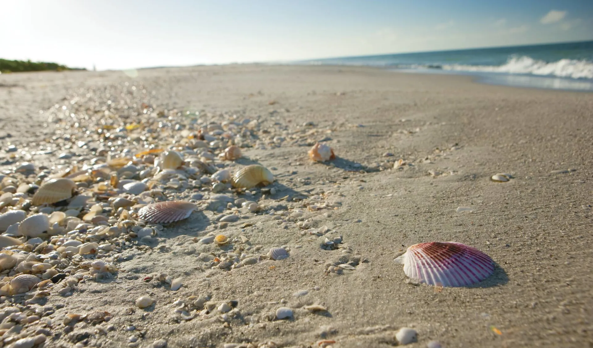 Vom Sunshine State ins Inselparadies ab Tampa: Shelling_Sanibel