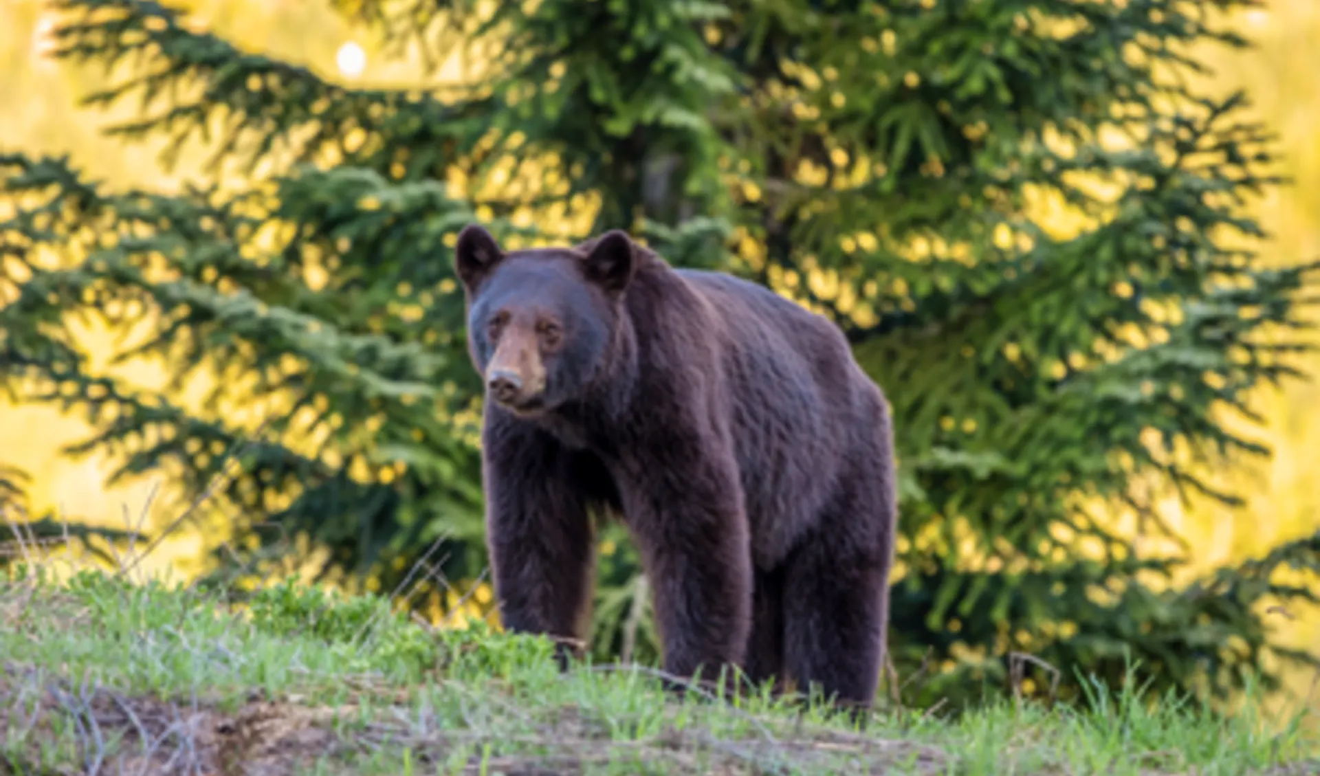 Westkanada für Gross und Klein ab Calgary: shutterstock_2412836831-small