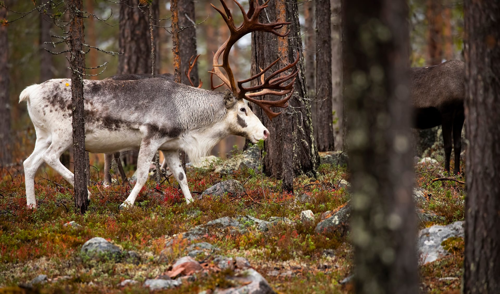 Lappland, Finnland